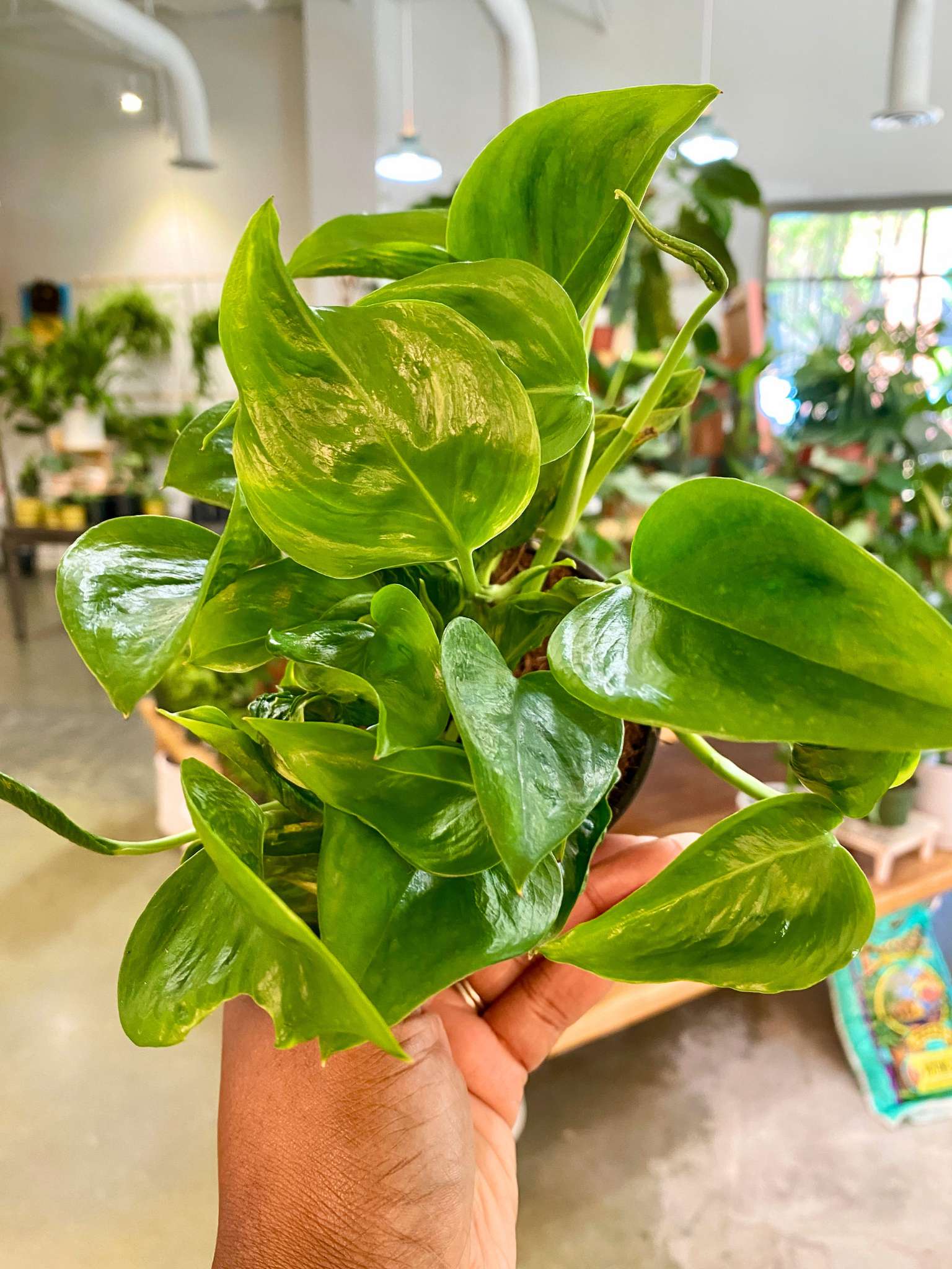 A Pot to Plant In Pothos Shangri-La - Thumbnail 2