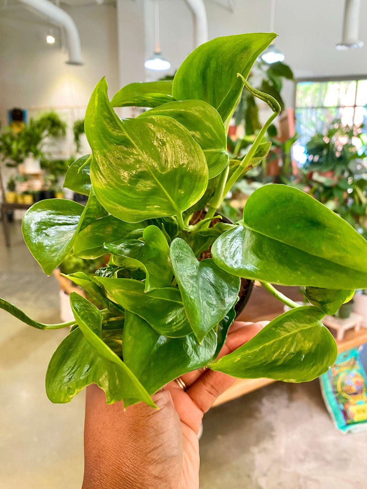 Pothos ‘Shangri-La’