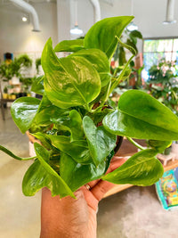 Pothos ‘Shangri-La’