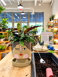 Thinking of You/Sympathy Plant