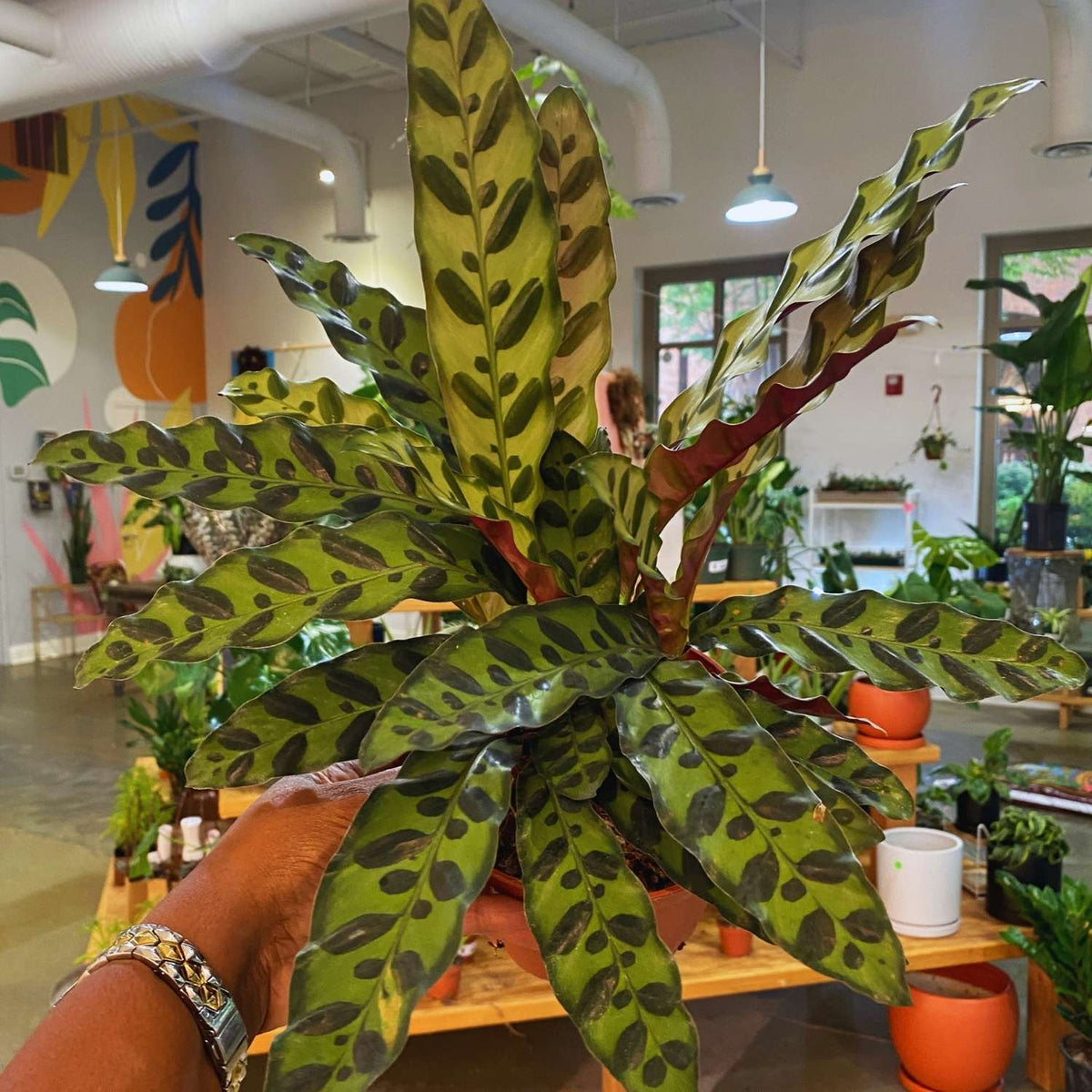 6" Calathea lancifolia aka Prayer plant
