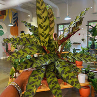 Calathea Lancifolia (Prayer plant)