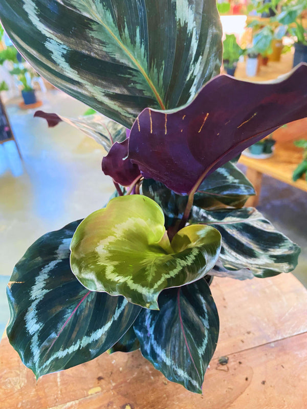 Calathea 'Medallion' (Prayer Plant)