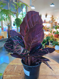 Calathea Dottie