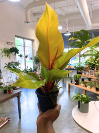 Philodendron 'Prince of Orange' (Sml)