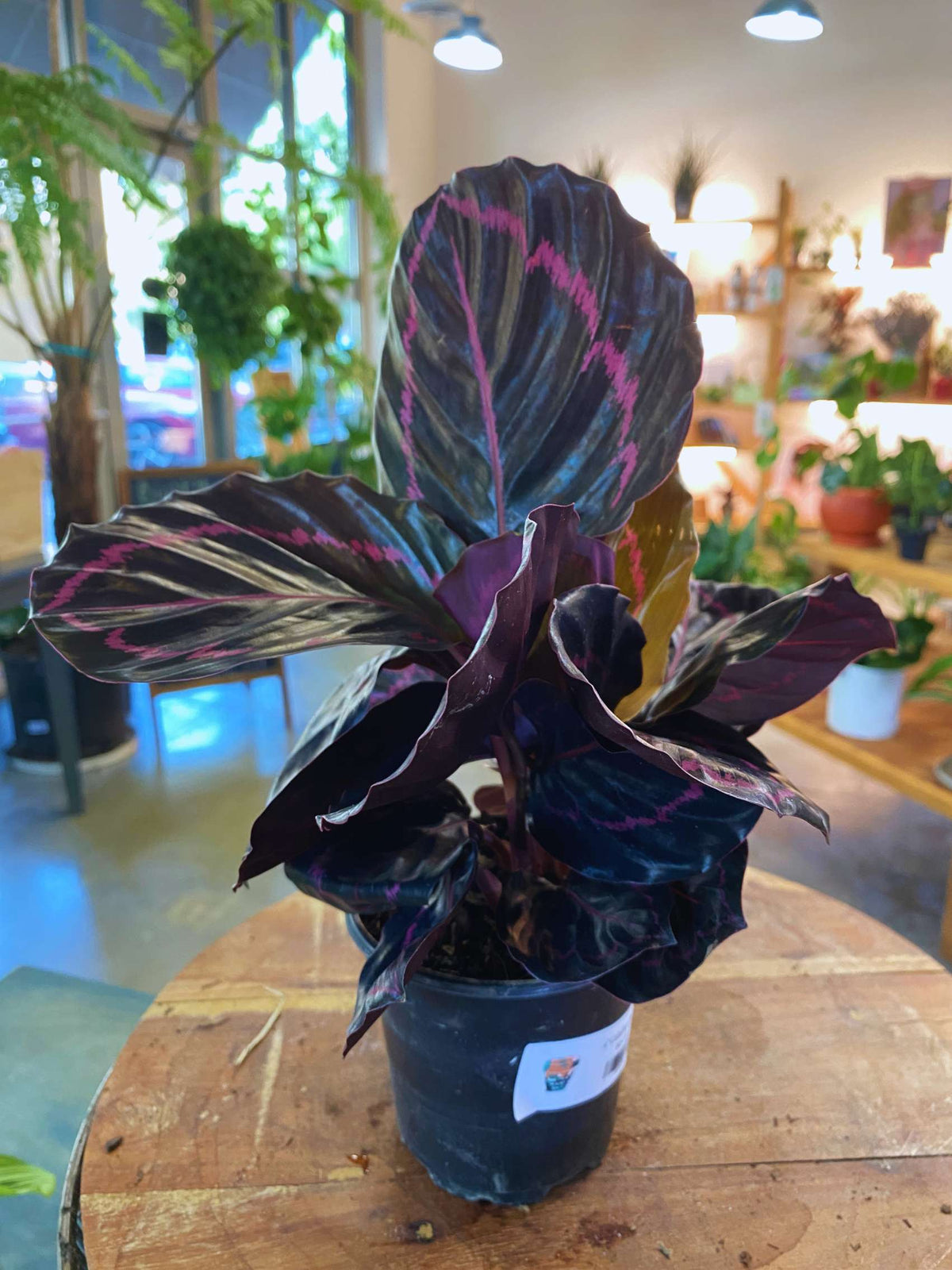 Calathea Dottie