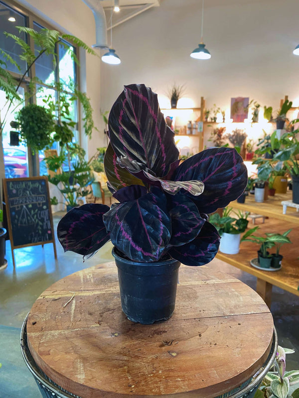 Calathea Dottie