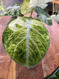 Alocasia 'Ninja' Tricolor