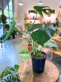 Monstera White