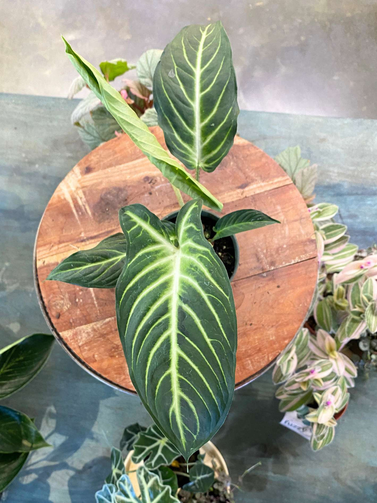 Phyllotaenium lindenii 'Magnificum'