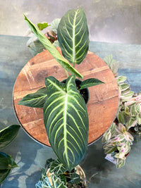 Phyllotaenium lindenii 'Magnificum'