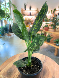 A potted aglauna plant with green and white variegated leaves, sitting on a wooden table in a bright, plant-filled indoor shop.
