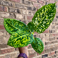 4" Philodendron Reflector