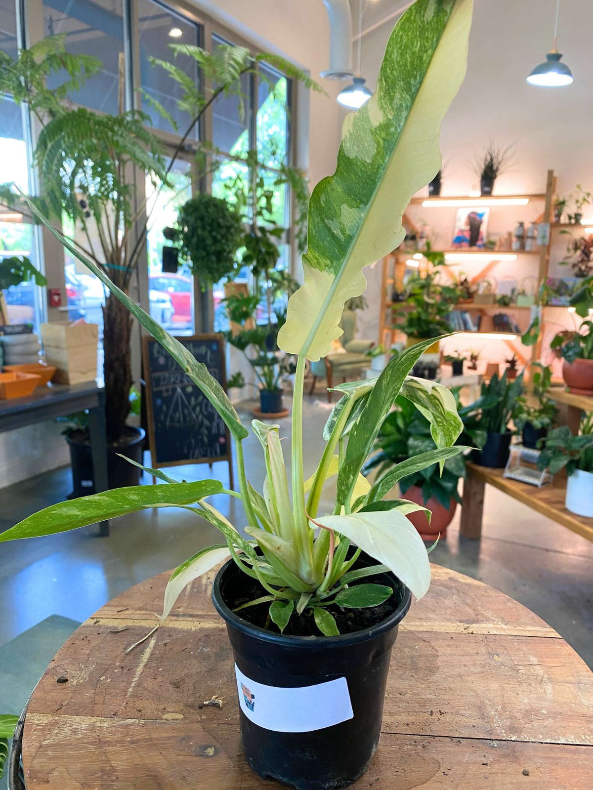 Philodendron 'Ring of Fire'