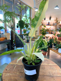 Philodendron 'Ring of Fire'