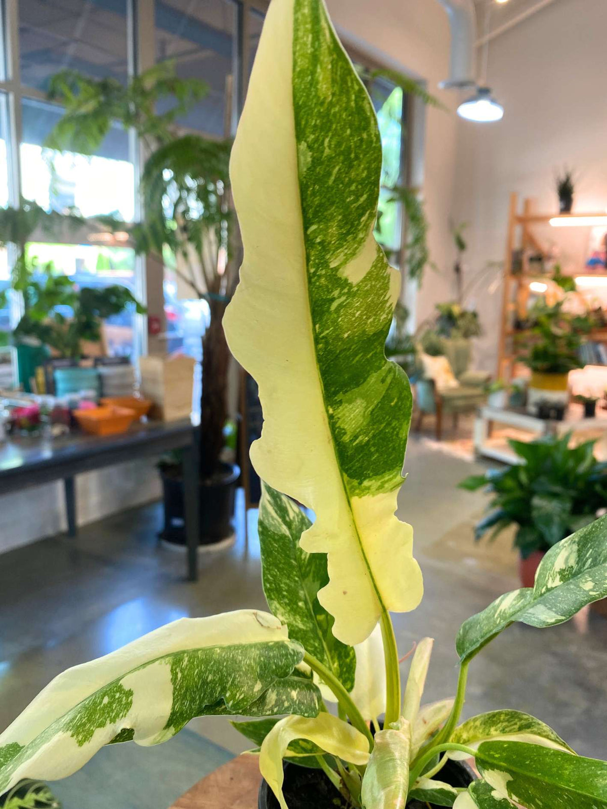 Philodendron 'Ring of Fire'