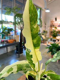 Philodendron 'Ring of Fire'