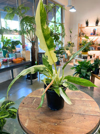 Philodendron 'Ring of Fire'