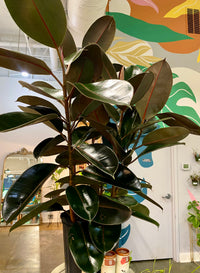 Rubber Tree
