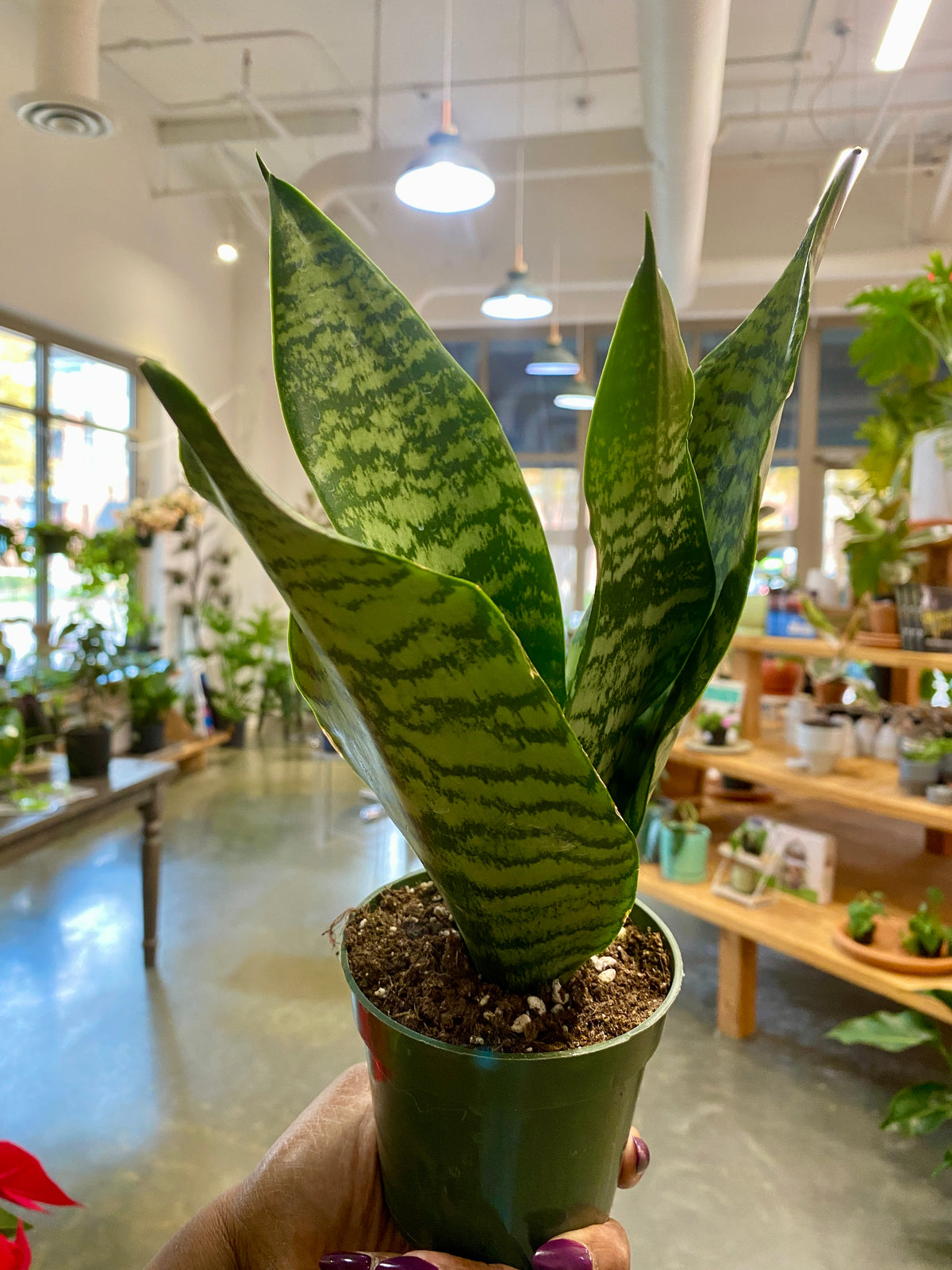 4" Snake Plant Zeylanica