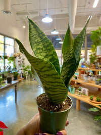 5" Snake Plant Zeylanica (Sansevieria)