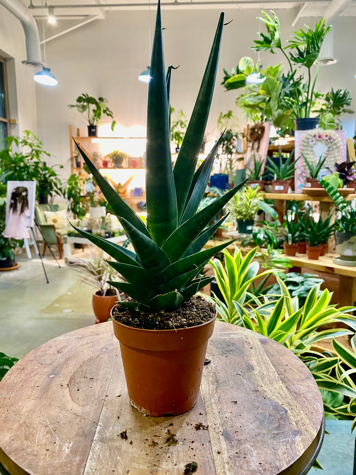 Sansevieria-Indo