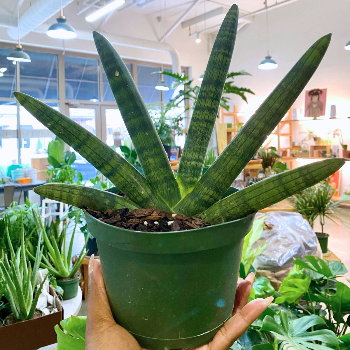 Sansevieria Boncellensis Starfish (6") - PICKUP ONLY