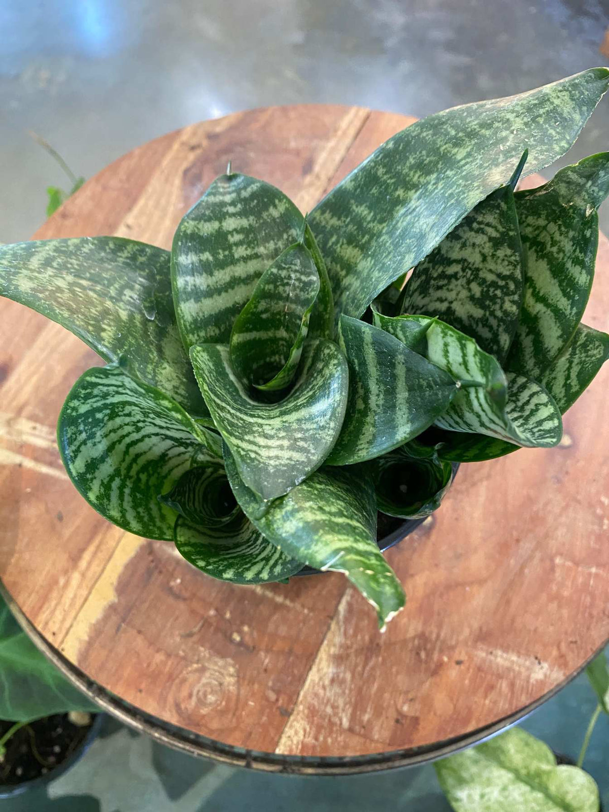 Sansevieria Zeylanica (Snake Plant)