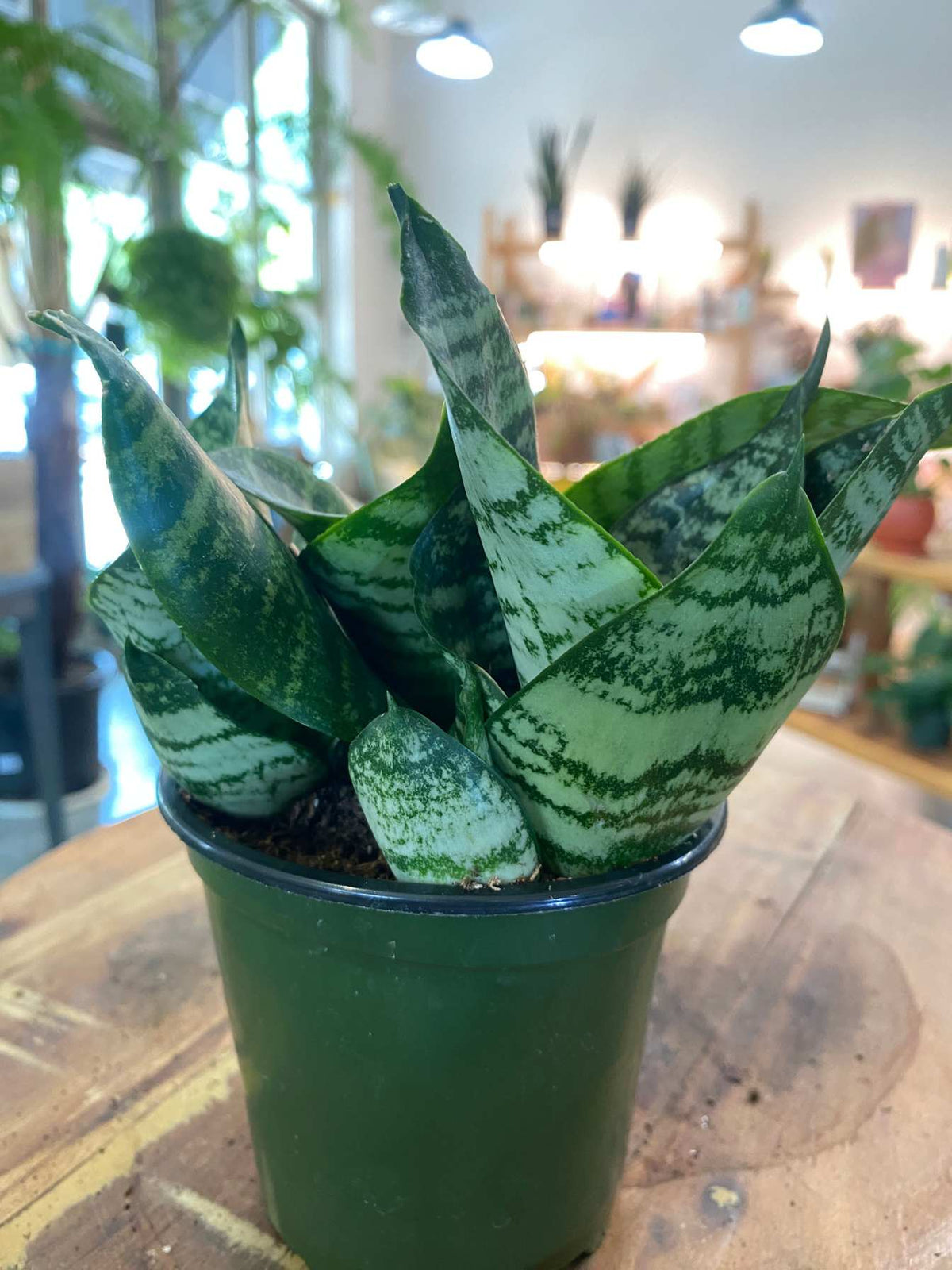 Sansevieria Zeylanica (Snake Plant)
