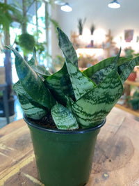 Sansevieria Zeylanica (Snake Plant)