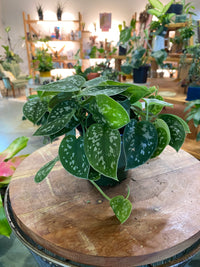 Scindapsus Pictus (Trailing Satin Pothos)