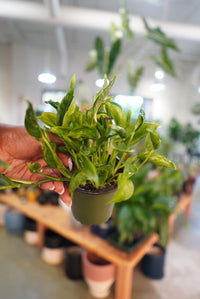 Shangri-La Pothos