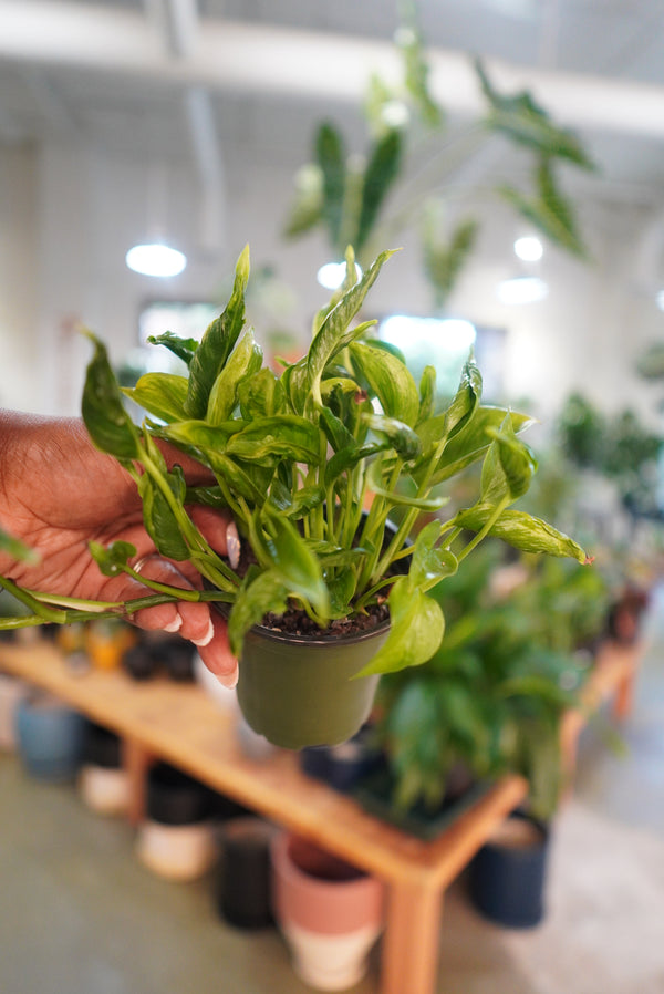 Shangri-La Pothos
