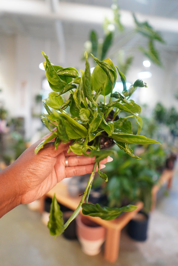 Shangri-La Twisted Pothos