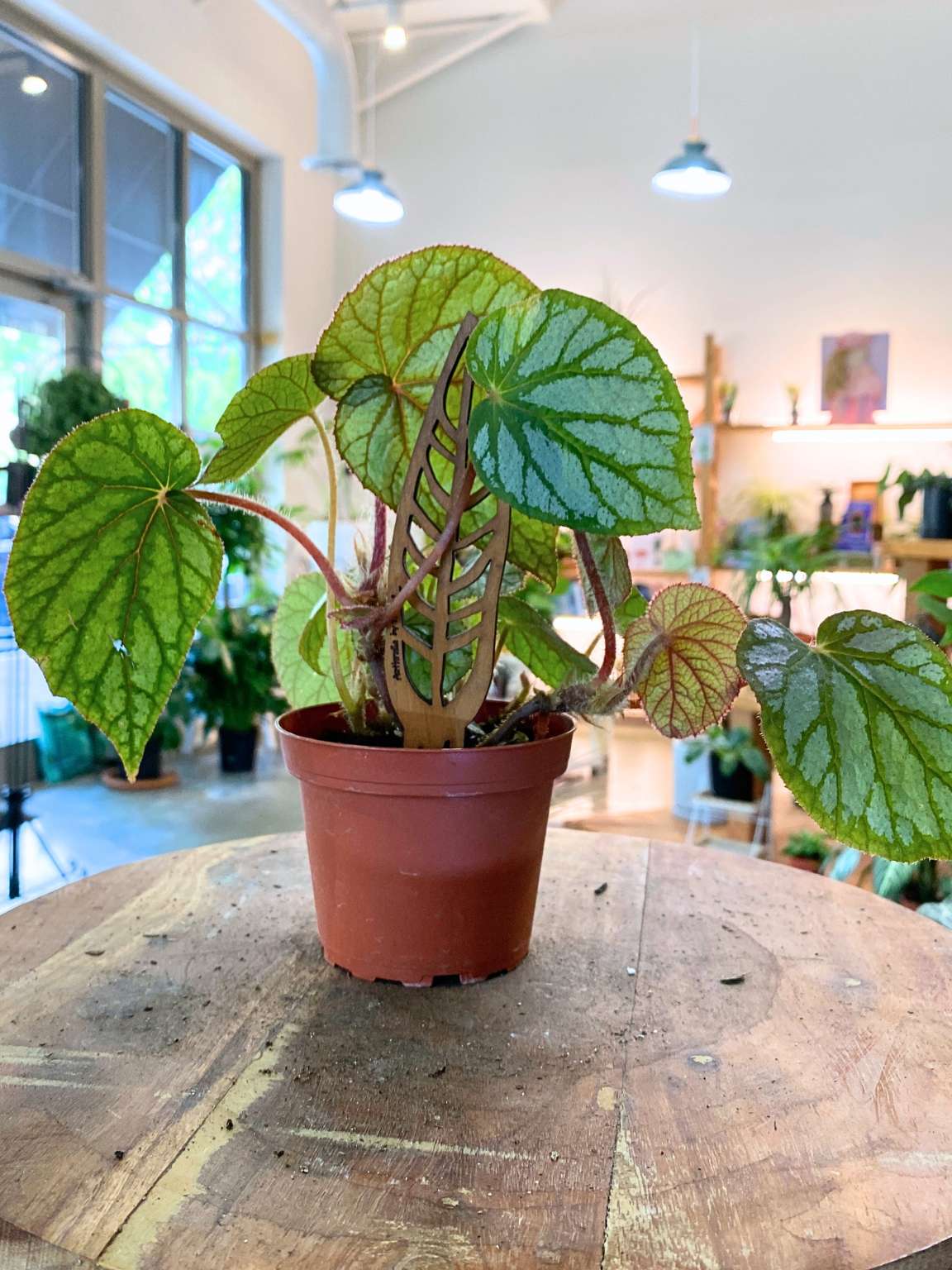 Rhizomatous Begonia 'U400'