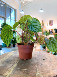 Rhizomatous Begonia 'U400'