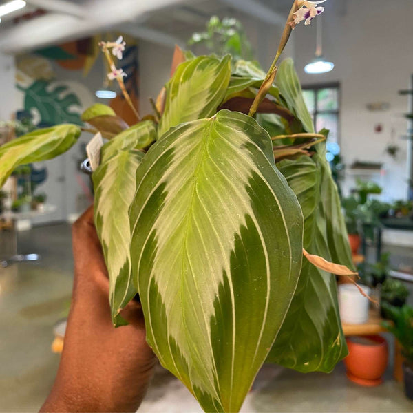 Maranta Silver Band 4" (FULL)