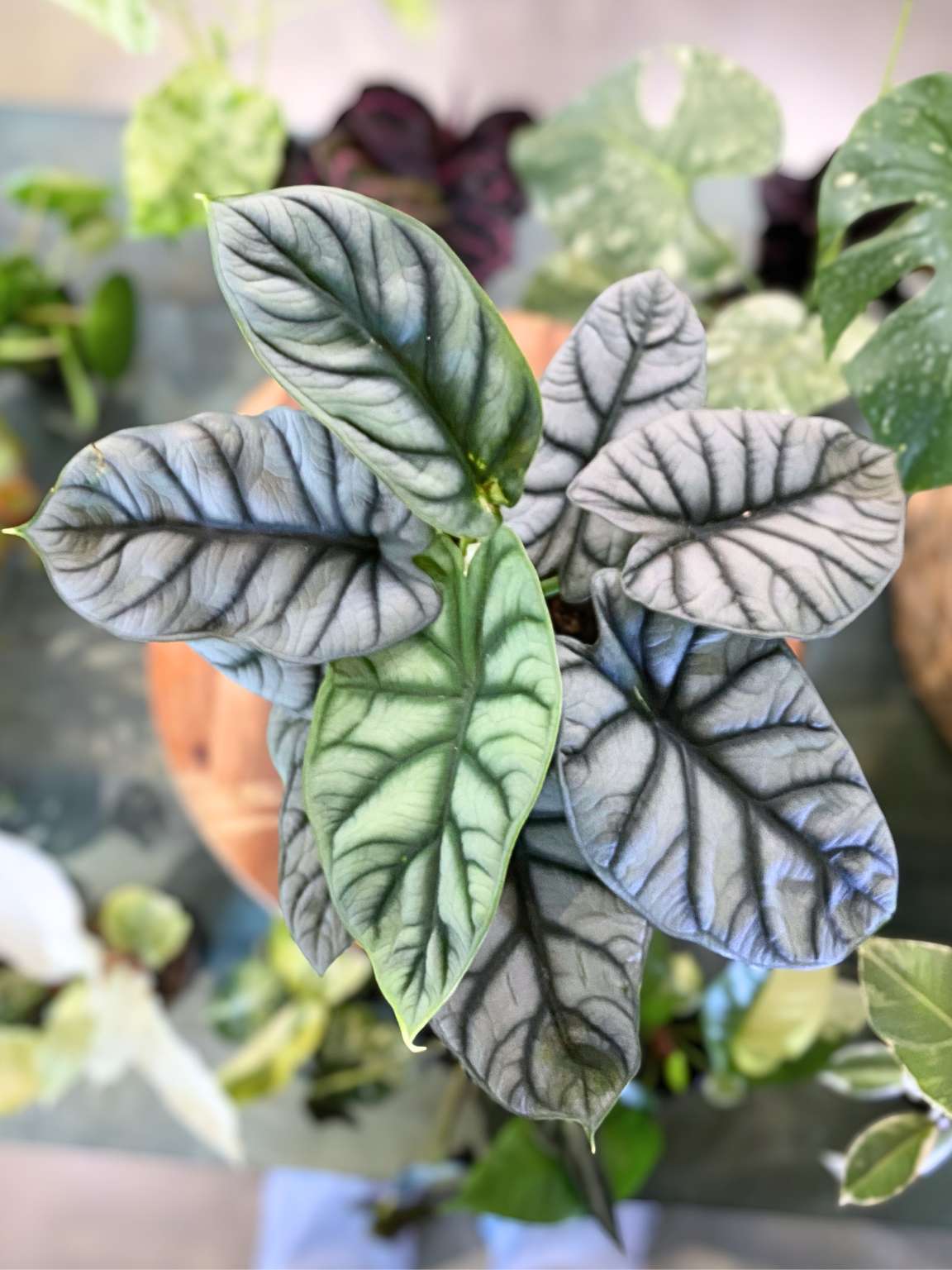 Alocasia Silver Dragon
