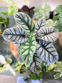 Alocasia Silver Dragon