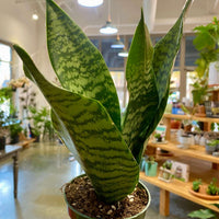 5" Snake Plant Zeylanica (Sansevieria)