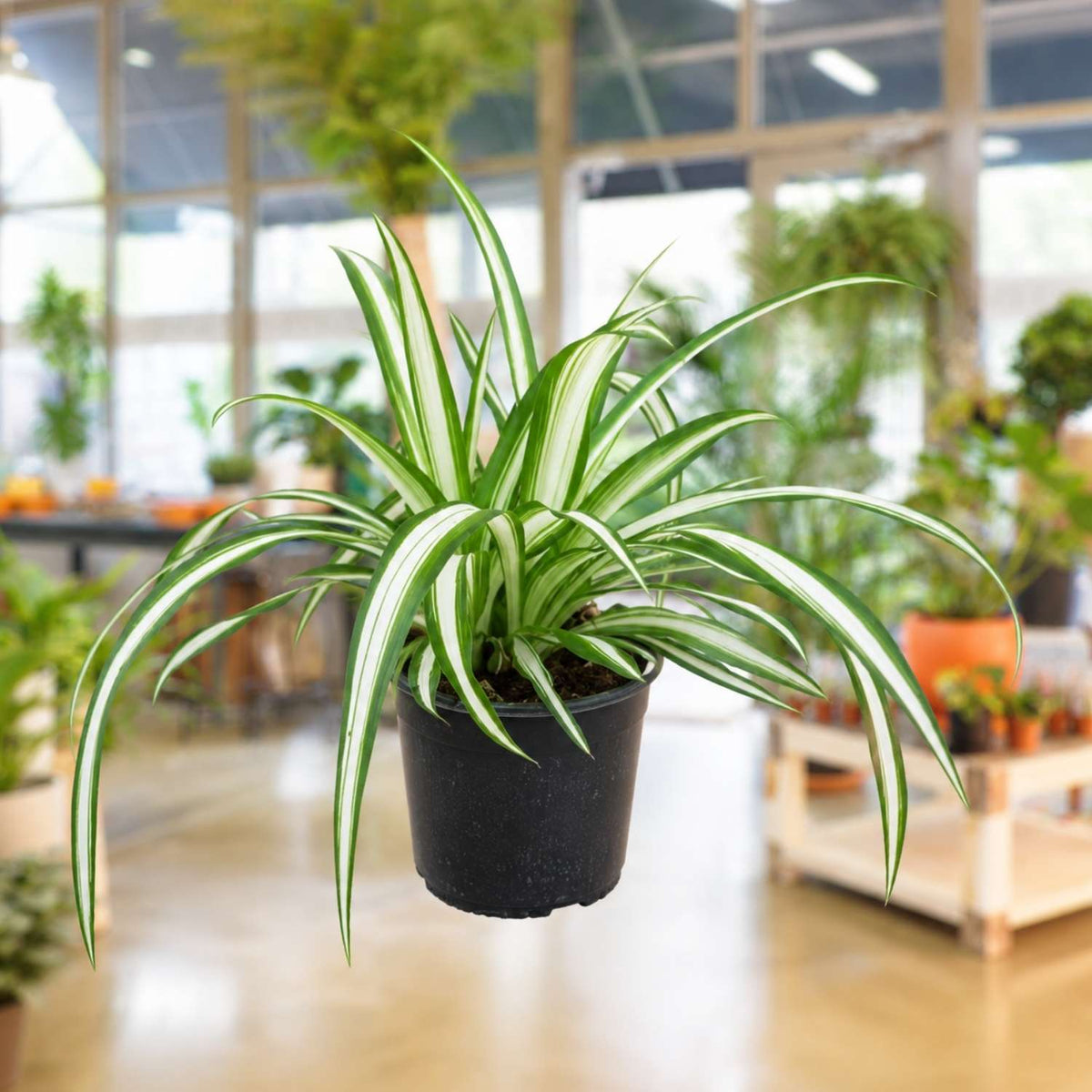 Spider Plant 4"