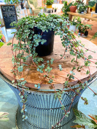 String of Baby Tears (Pilea depressa)