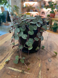 Variegated String of Hearts (Ceropegia woodii 'Variegata') Sml