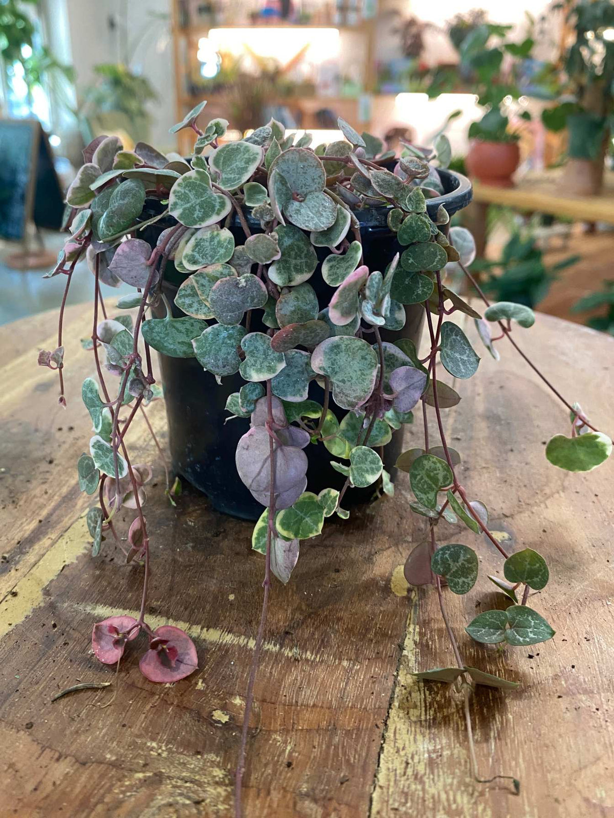Variegated String of Hearts (Ceropegia woodii 'Variegata') Sml