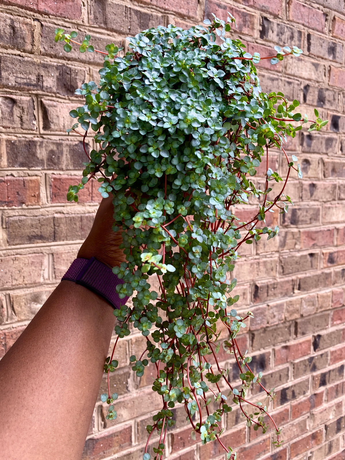 4" String of Baby Tears