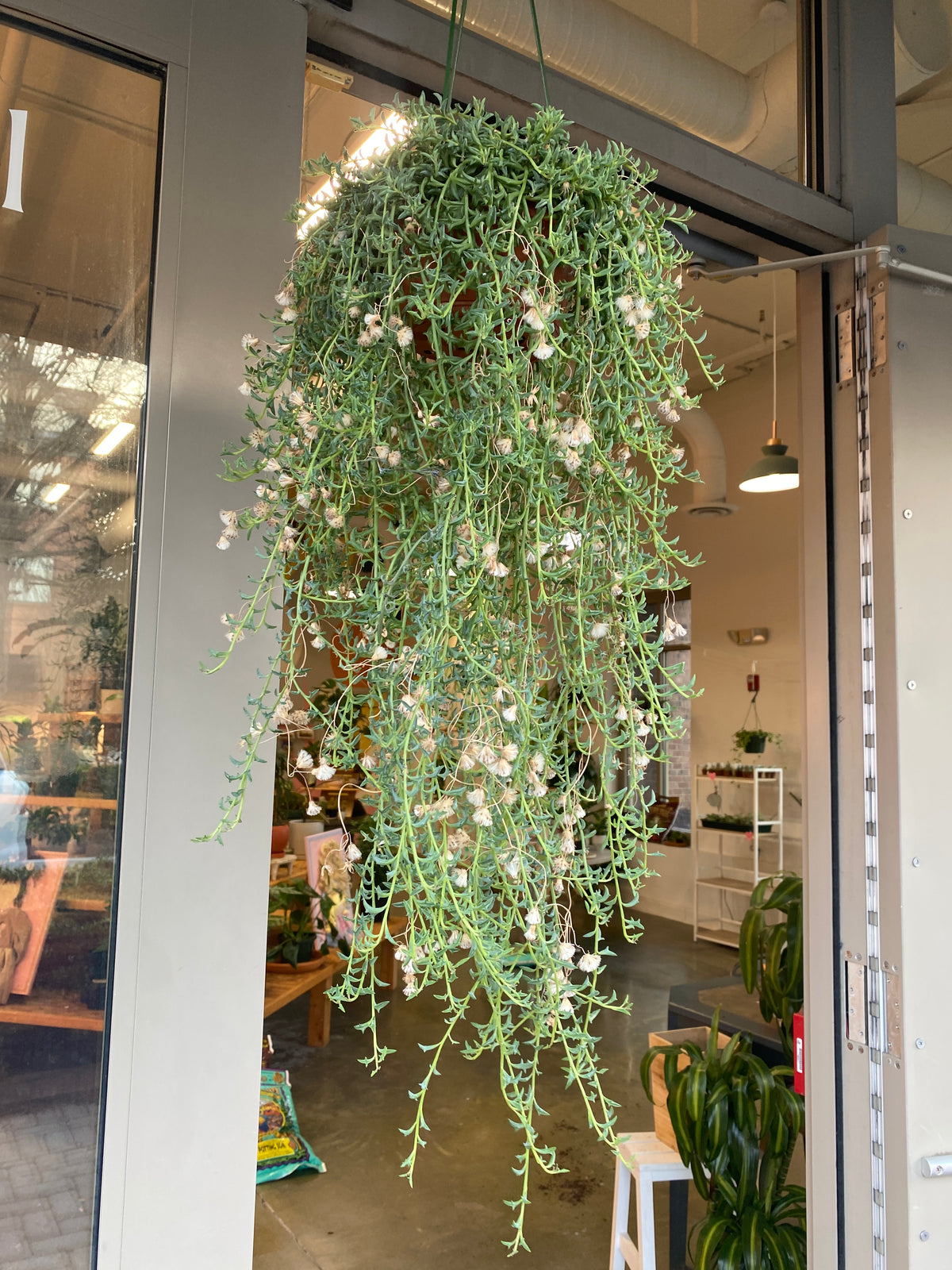 String of Dolphins (FULL-HB)