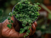 4" String of Turtles (Peperomia prostrata) Houseplant