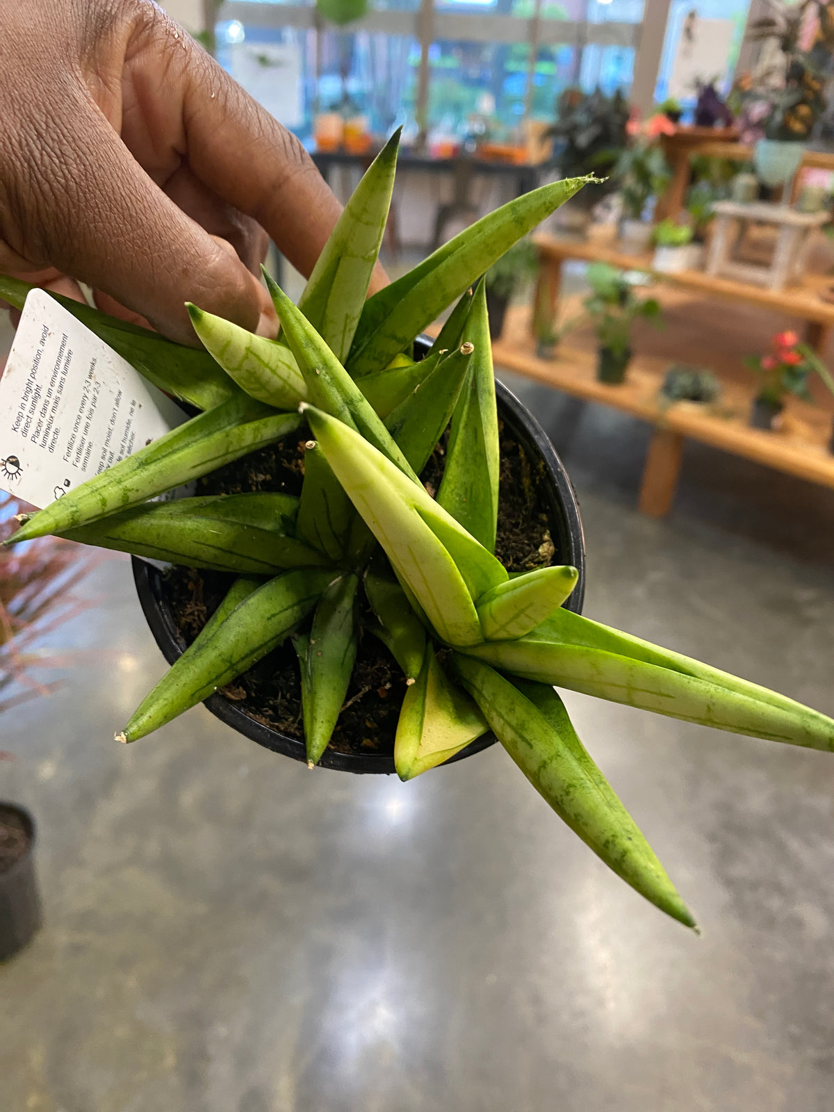 Assortment of Succulent