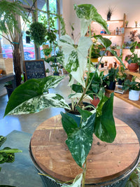 Syngonium Albo