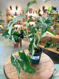 Syngonium Albo